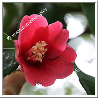 Camellia Japonica 'Murage'