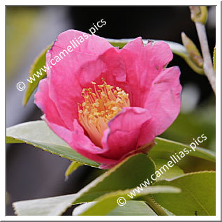 Camellia Japonica 'Murasaki-shikibu'