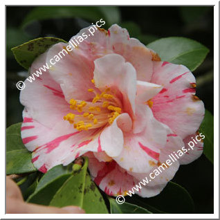 Camellia Japonica 'Murui-shibori'