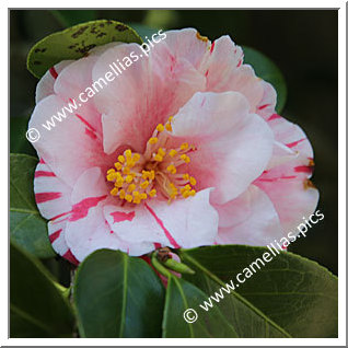Camellia Japonica 'Murui-shibori'