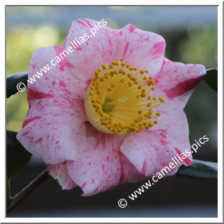 Camellia Camellia Japonica de Higo 'Musha-gaeshi'