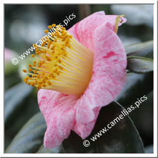 Camellia Higo Camellias 'Musha-gaeshi'