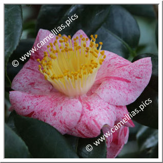 Camellia Camellia Japonica de Higo 'Musha-gaeshi'