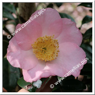 Camellia Japonica 'My Darling'