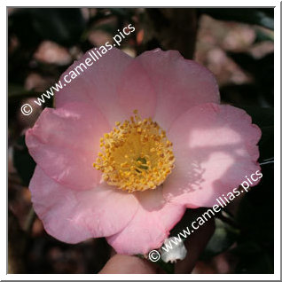 Camellia Japonica 'My Darling'