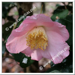 Camellia Japonica 'My Darling'
