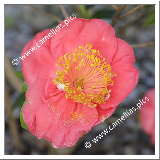 Camellia Higo Camellias 'Myôjô'