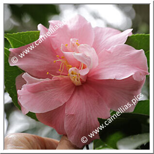 Camellia Japonica 'Nadine Eshelman'