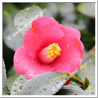 Camellia Japonica 'Nagatsuka'