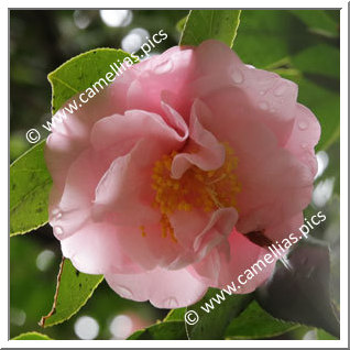 Camellia Japonica 'Nakayama'