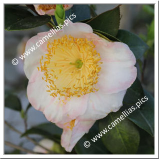 Camellia Camellia Japonica de Higo 'Nakoi-no-haru'