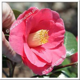 Camellia Japonica 'Les Namnètes'