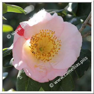 Camellia Higo Camellias 'Nanakomachi'