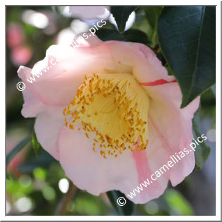 Camellia Higo Camellias 'Nanakomachi'