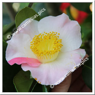 Camellia Camellia Japonica de Higo 'Nanakomachi'