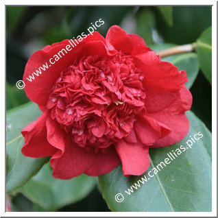 Camellia Japonica 'Nanbankô'