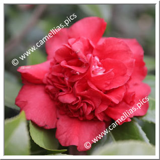 Camellia Japonica 'Nanbankô'