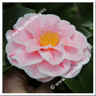 Camellia Japonica 'Nancy Bird '