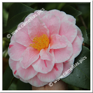 Camellia Japonica 'Nancy Bird '