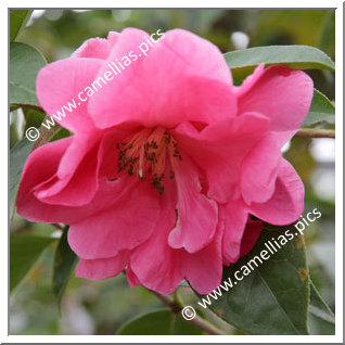 Camellia Reticulata 'Nancy Reagan'