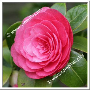 Camellia Japonica 'Nannetensis'