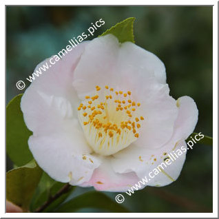 Camellia Hybride 'Nanpû'