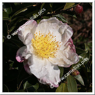 Camellia Sasanqua 'Narumigata'