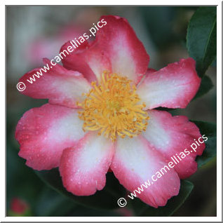 Camellia Sasanqua 'Navajo'