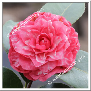 Camellia Japonica 'Nazionale Benucci'