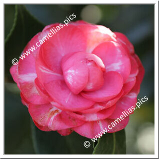 Camellia Japonica 'Nazzari'