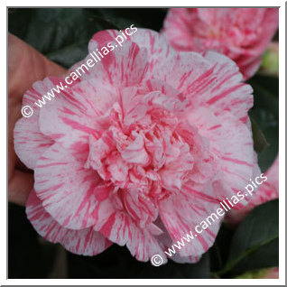 Camellia Japonica 'Mrs Nellie Eastman'
