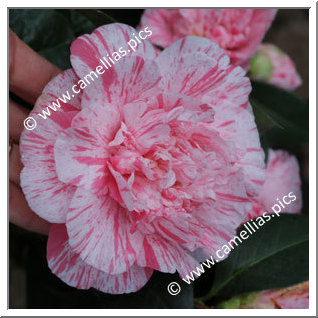 Camellia Japonica 'Mrs Nellie Eastman'
