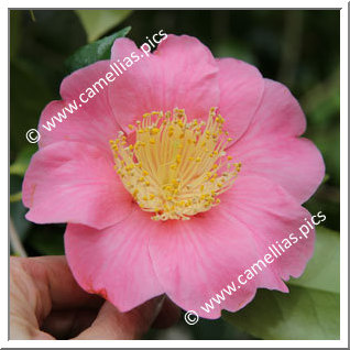 Camellia Hybrid C.x williamsii 'New Venture'