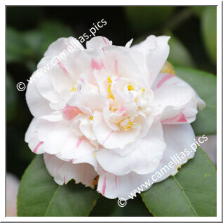 Camellia Japonica 'Nicholsonii'