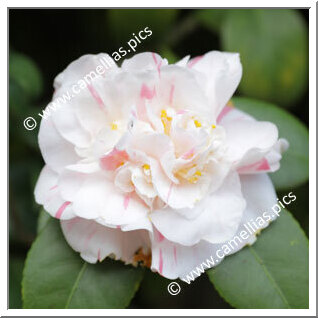 Camellia Japonica 'Nicholsonii'