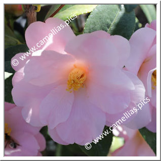 Camellia Hybrid 'Nicky Crisp'