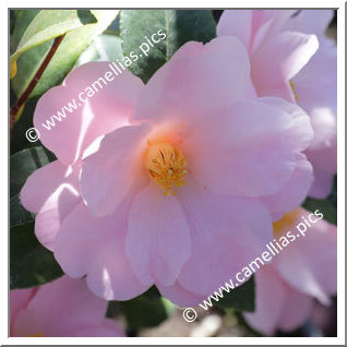 Camellia Hybrid 'Nicky Crisp'