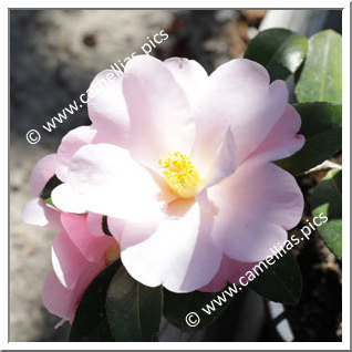 Camellia Hybrid 'Nicky Crisp'