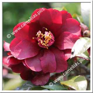 Camellia Hybride 'Night Rider'