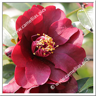 Camellia Hybride 'Night Rider'