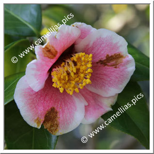 Camellia Japonica 'Nihon-no-homare'