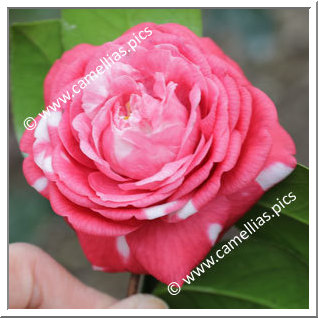 Camellia Japonica 'Nihongami'