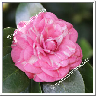 Camellia Japonica 'Ninfa del Tebro'