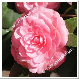 Camellia Japonica 'Niobé'