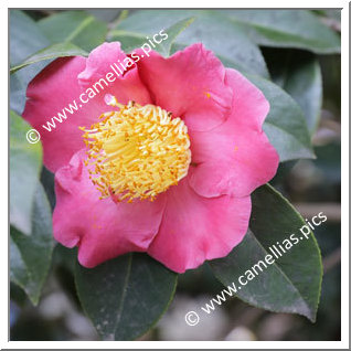 Camellia Higo Camellias 'Nioi-fubuki-beni'