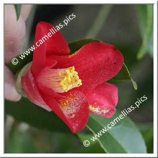 Camellia Japonica 'Nirai-kanai'