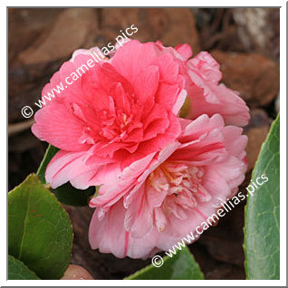 Camellia Japonica 'Nishiki-kirin'