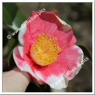 Camellia Higo Camellias 'Nishiki-shikô'