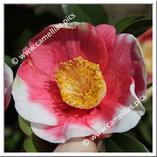 Camellia Higo Camellias 'Nishiki-shikô'