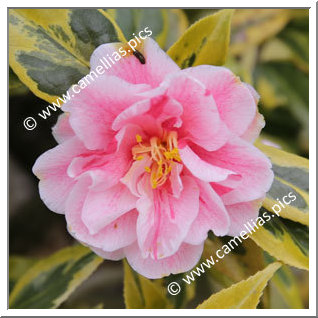 Camellia Japonica 'Nishikiba-fukurin-ikkyû'